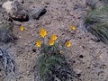 Desert daisies