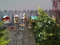 New Bird City attacked by Creeper! Residents of New Bird City awoke this morning to find themselves cut off from the fortress and their city invaded by the Virginia Creeper. Even their rocket ship was being strangled by this invader!