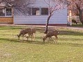 Deer munching on the front yard - Genoa NV