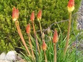 Torch Lilies