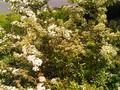 Pyracantha blooming. In the fall this thorny bush will be heavy with orange berries that the birds will eat over the winter.