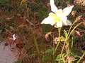First Columbine bloom of the season.