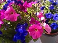 Grandma's Petunias
