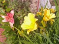 Lilies starting to bloom