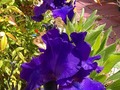 I love Grandma's dark blue Iris! (-;