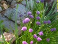 Chives blooming in Grandma's yard