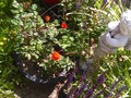 Grandma's new rose has started blooming.