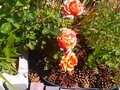 Grandmas other new rose.