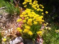 More flowers from Grandma's garden (if I knew what they were I'd tell you...)
