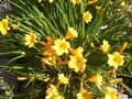 The lilies are in full bloom on Grandma's garden!