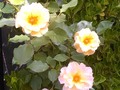 Wide open Roses