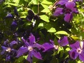 Clematis