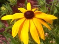 Black-eyed Susan
