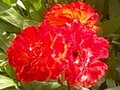 Close-up of Grandma's new rose blooming