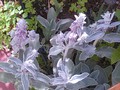 ...flowers...I forget what they are called...post it if you know it (-;