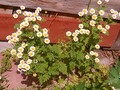 Teeny tiny little daisies by the garden gate.