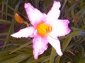 Daylily in the evening