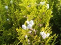 Popcorn on the Hedge