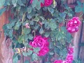 Roses on the gate