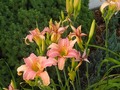 Grandma's daylilies