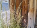 Not weeds! Ornamental grasses!!
