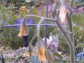 More blooms on my tomatoes!