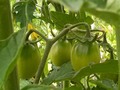 We've got babies!!! Little tomatoes have started growing on my Black Plum tomato! They'll be similar to Roma's but a dark purple colour.