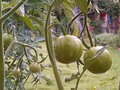 More baby tomatoes!  These are my beefsteak 'maters and the plant is now over six feet tall with lots more blooms to grow tomatoes!