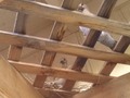 Baby RingNeck Doves  We have two young Ring Neck Doves that were hatched under the eave on the lattice patio shade. They should fledge soon and fly around to the front of the house where we feed birds.