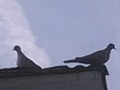 Here's a bad shot of the parent doves sitting on they peak of the roof not far from their nest and hatchlings.