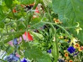 Tiny little cherry tomatoes My hanging (upsidedown) cherry tomatoes are finally blooming and putting out itty bitty little green tomatoes (-;