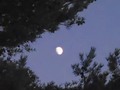 Moon through through the trees - July 2015