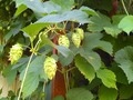 Hopp to it! The hopps cones really put out on the vine this week.