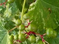 Berries on a decorative vine. The birds love to nibble these berries and the vine shades the patio.