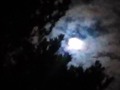 Full moon through the pine trees.