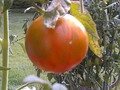 first tomato begins to ripen