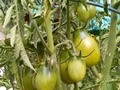 plum tomatoes growing thick hoping these are yummy because there are tons of them on this vine!