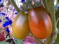 Plum tomatoes are beginning to ripen!