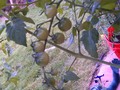 Baby grape tomatoes are bunching on their vine!