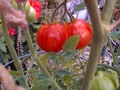 More of my salad tomatoes are ripening! I think we'll be eating the first harvest this weekend!!!