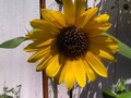 Volunteer Sunflower We have sunflowers growing in the side path. They were planted not by me, but by the birds who eat from our feeders in the front yard.