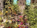 Tomatoes dominate the patio scene.