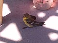 Little Goldfinch hiding in the shadows on the patio.
