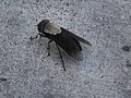 Big Fly