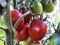 my Plum tomatoes are ripening