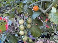 First grape tomato begins to change colour!