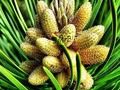 Pine Bud