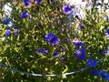 Blue Daisies