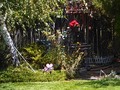 ...just enjoying the backyard and freshly mown lawn...