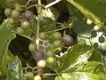 Vine on the patio has lots of little berries...the birds will be happy.